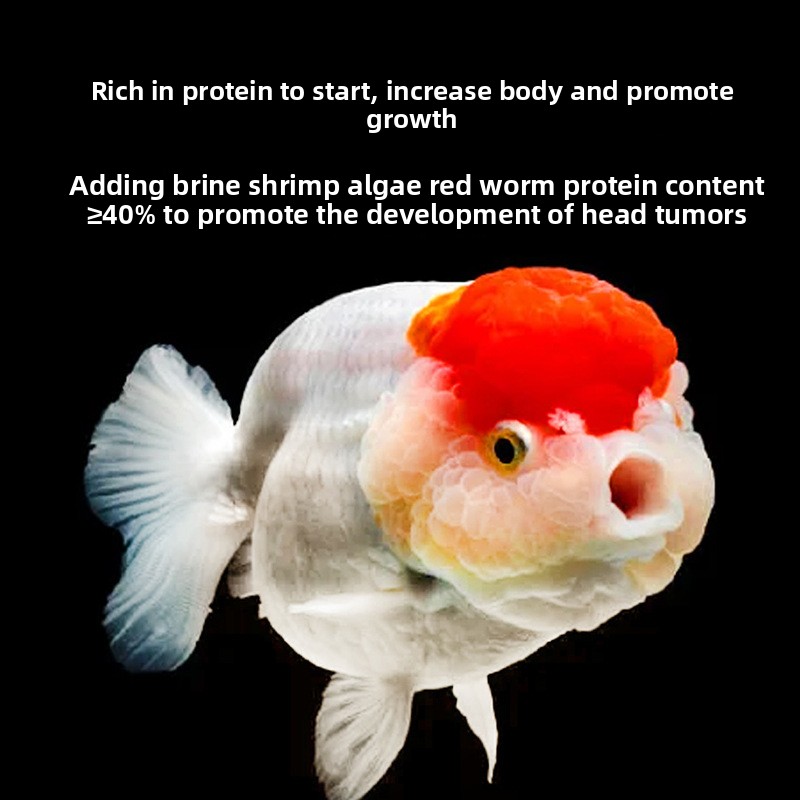 Fish Baby Sinking Goldfish Foo - Baby Food High In Protein ulasan dan harga